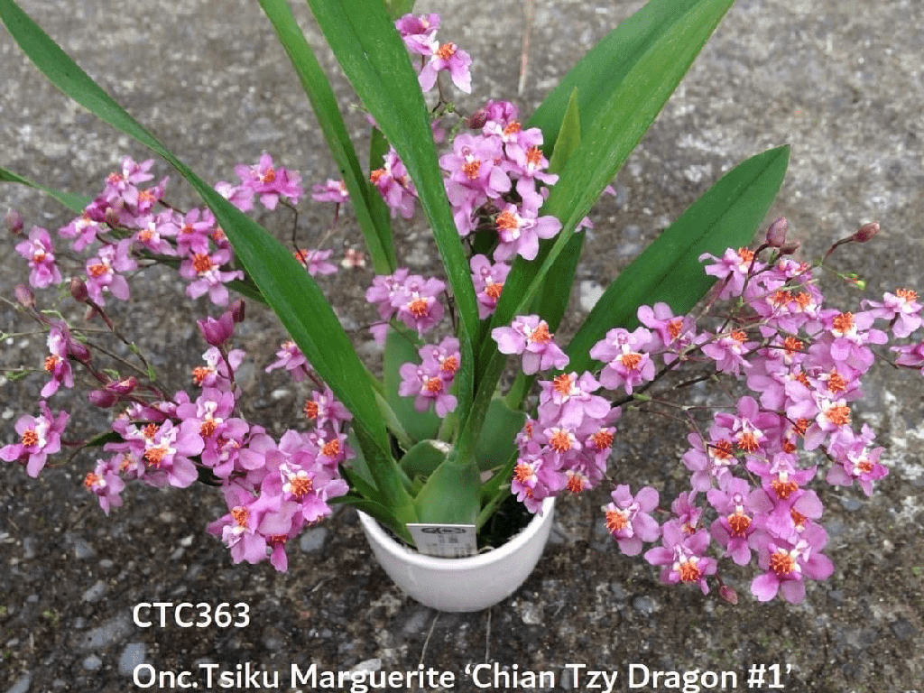 Oncidium Twinkle Chian-Tzy 'Pink Fantasy'