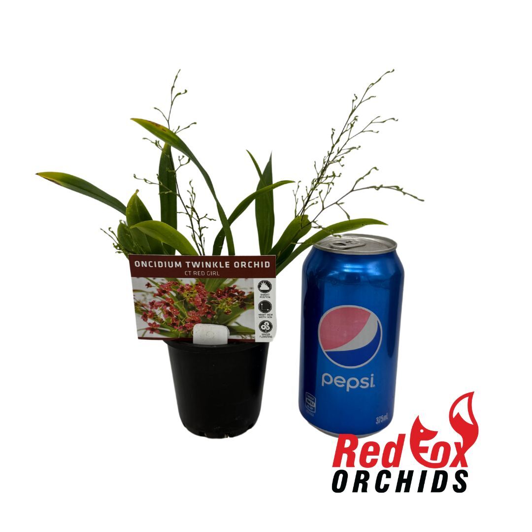 Oncidium Twinkle Chian-Tzy 'Red Girl'