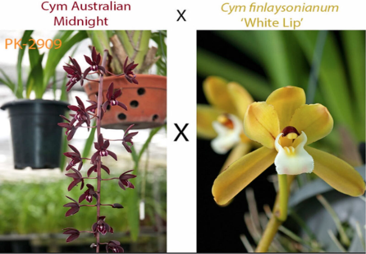Cymbidium Australian Midnight x finlaysonianum 'White Lip'