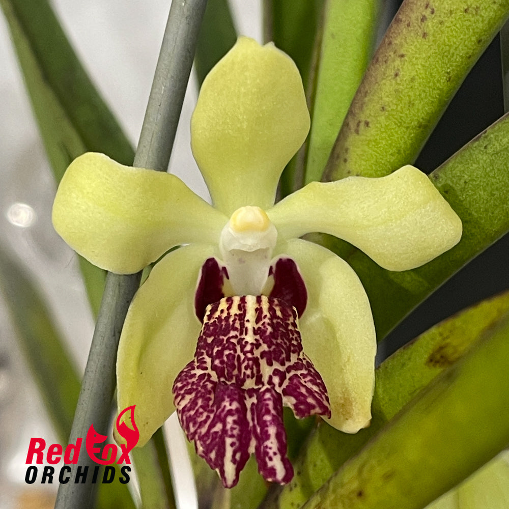 Vanda cristata x Holc. subulifolium