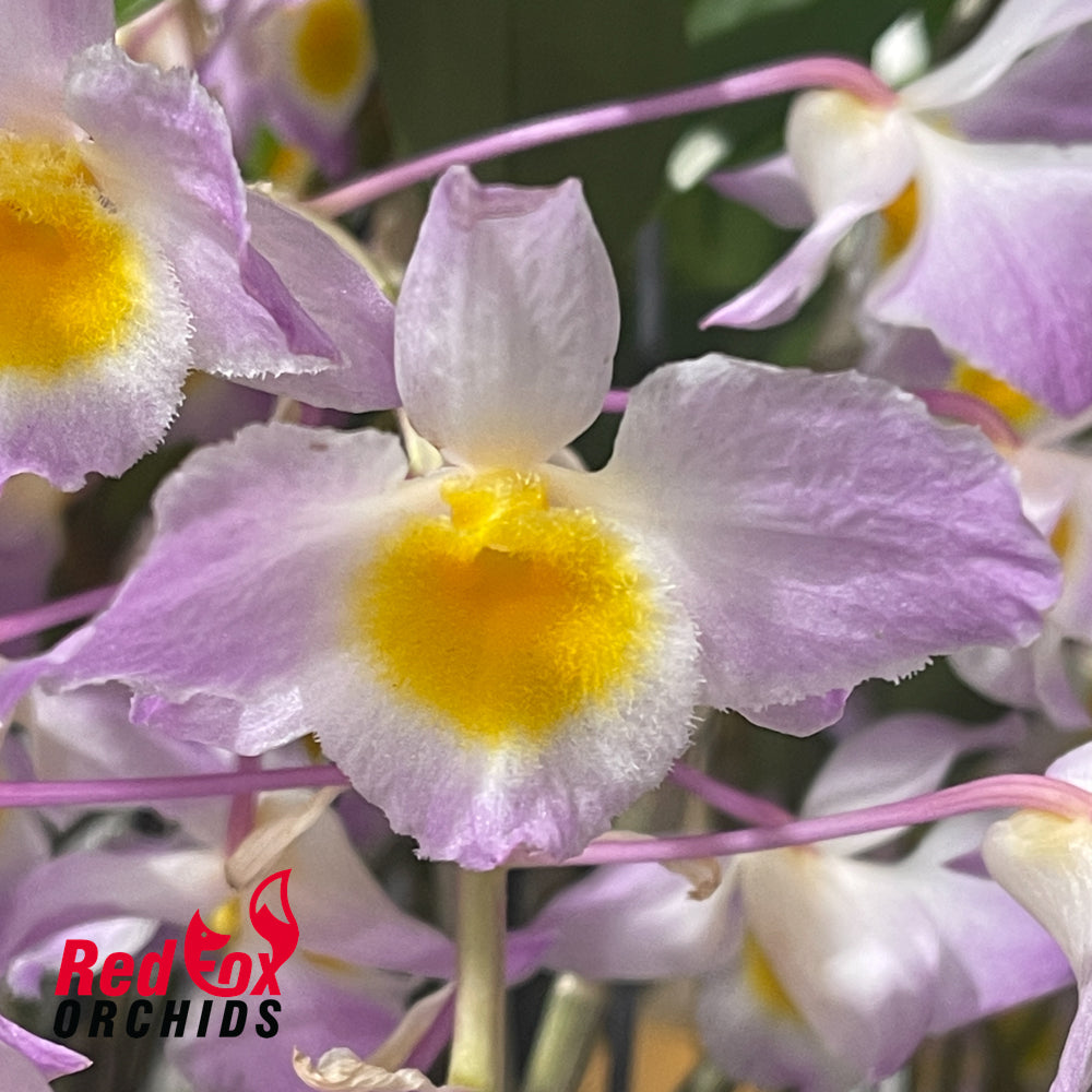 Dendrobium amabile hybrid