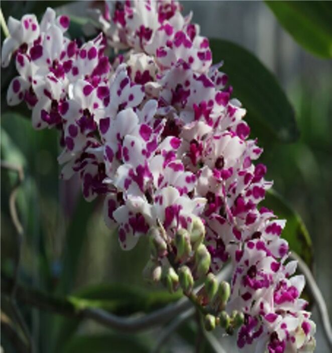 Rhynchostylis gigantea 'Cartoon'