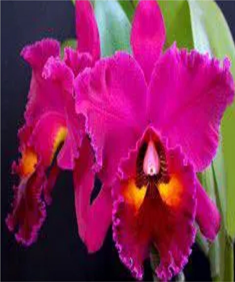 Rhyncholaeliocattleya Edisto 'Newberry'
