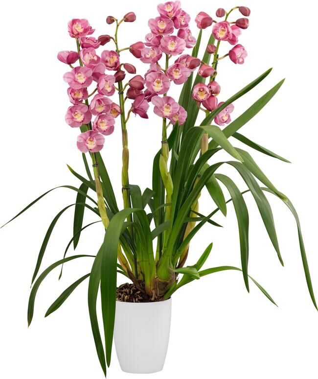 Cymbidium Abbigail
