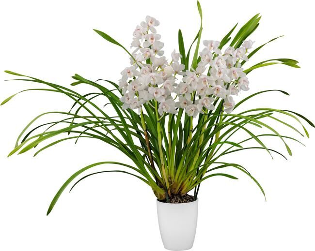 Cymbidium White Flame
