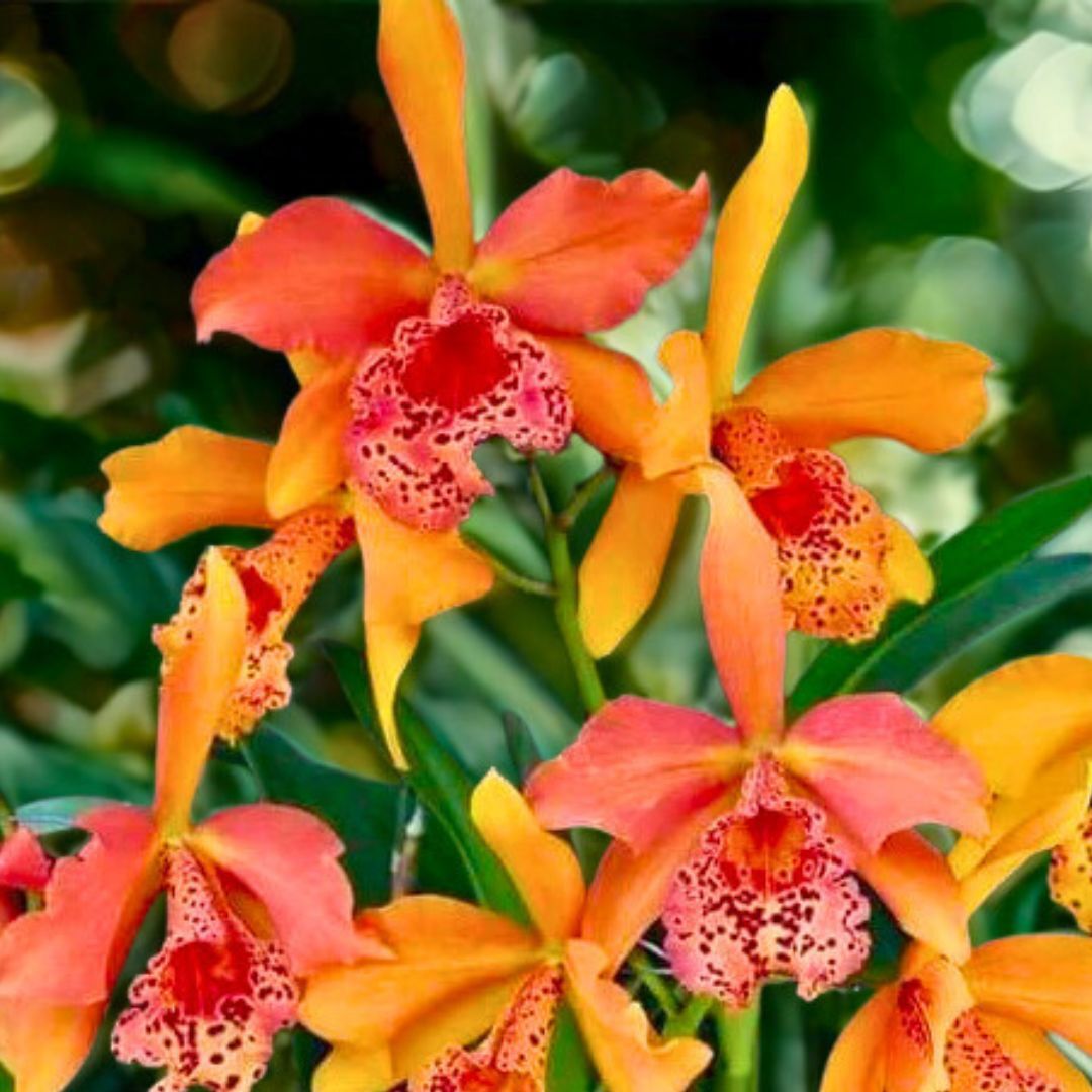 Rhynchobrassoleya Copper Queen