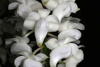Aerides magnifica 'alba'