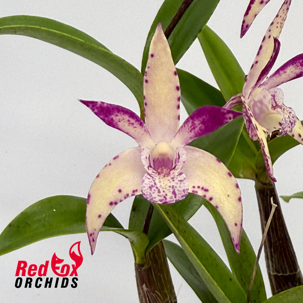 Dendrobium Snugglebear 'Michelle' x Jesmond Sparkler 'Greg Hall'