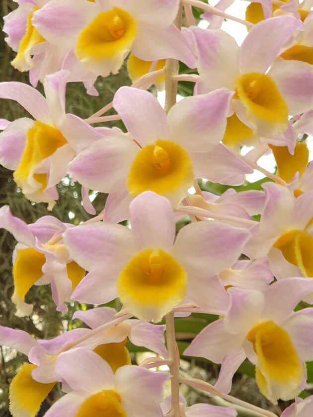 Dendrobium Densmous