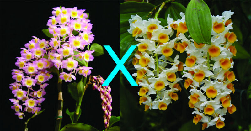 Dendrobium Marie Dalmeny