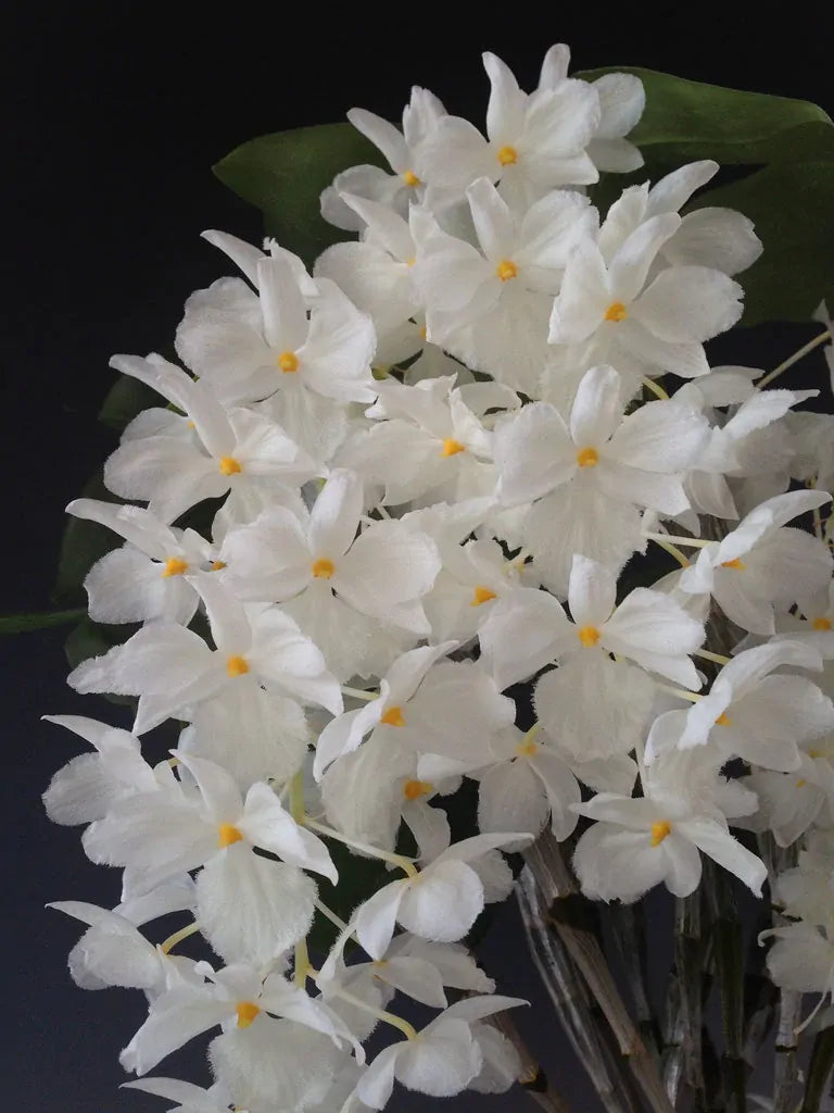 Dendrobium farmeri var. alba petaloid