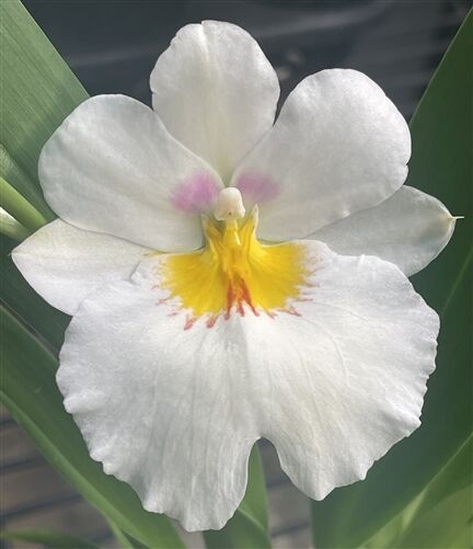 Miltoniopsis Snow Charm 'Mauna Kea'