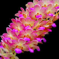 Vanda Wuttipanara Manoonya
