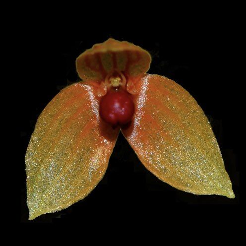 Bulbophyllum lingii