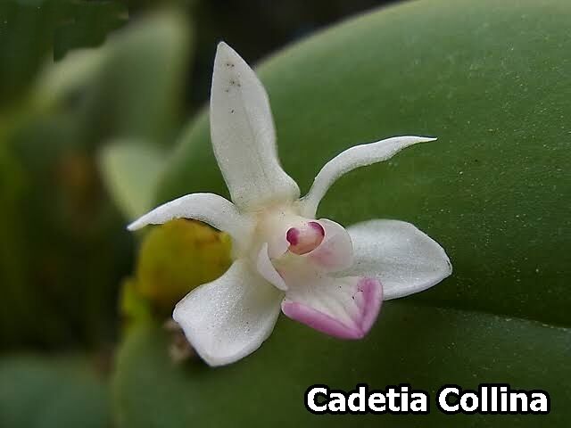 Cadetia collina