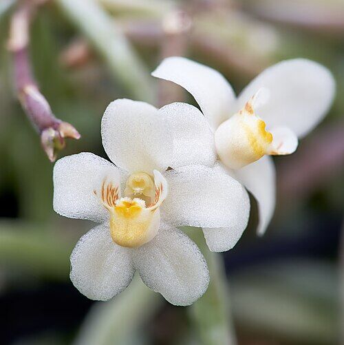 Chiloschista breviseta