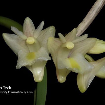 Dendrobium acerosum
