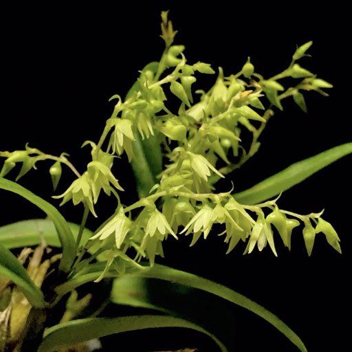Dendrobium perpaulum