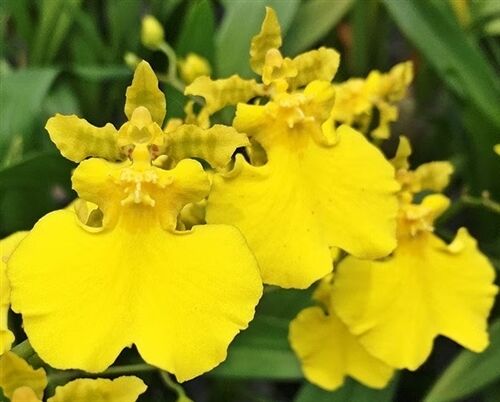 Oncidium Gower Ramsay 'Lemon Heart'