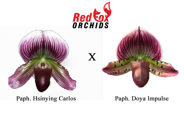Paphiopedilum Hsinying Carlos x Doya Impulse