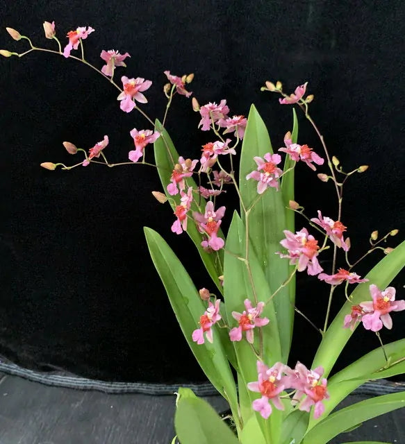 Oncidium Tsiku Marguerite 'Pink Fantasy'