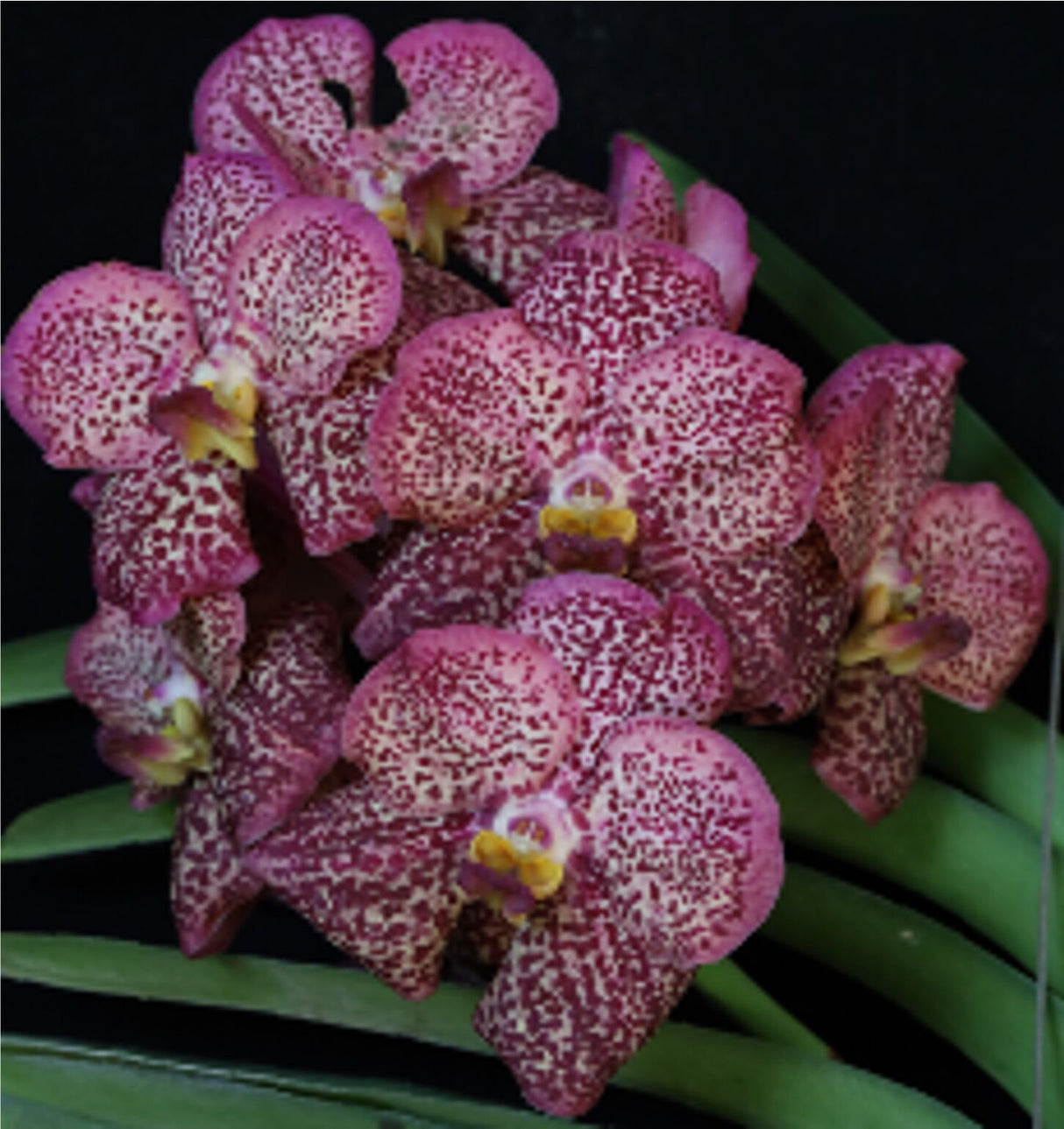 Vanda Uraiwan Belle