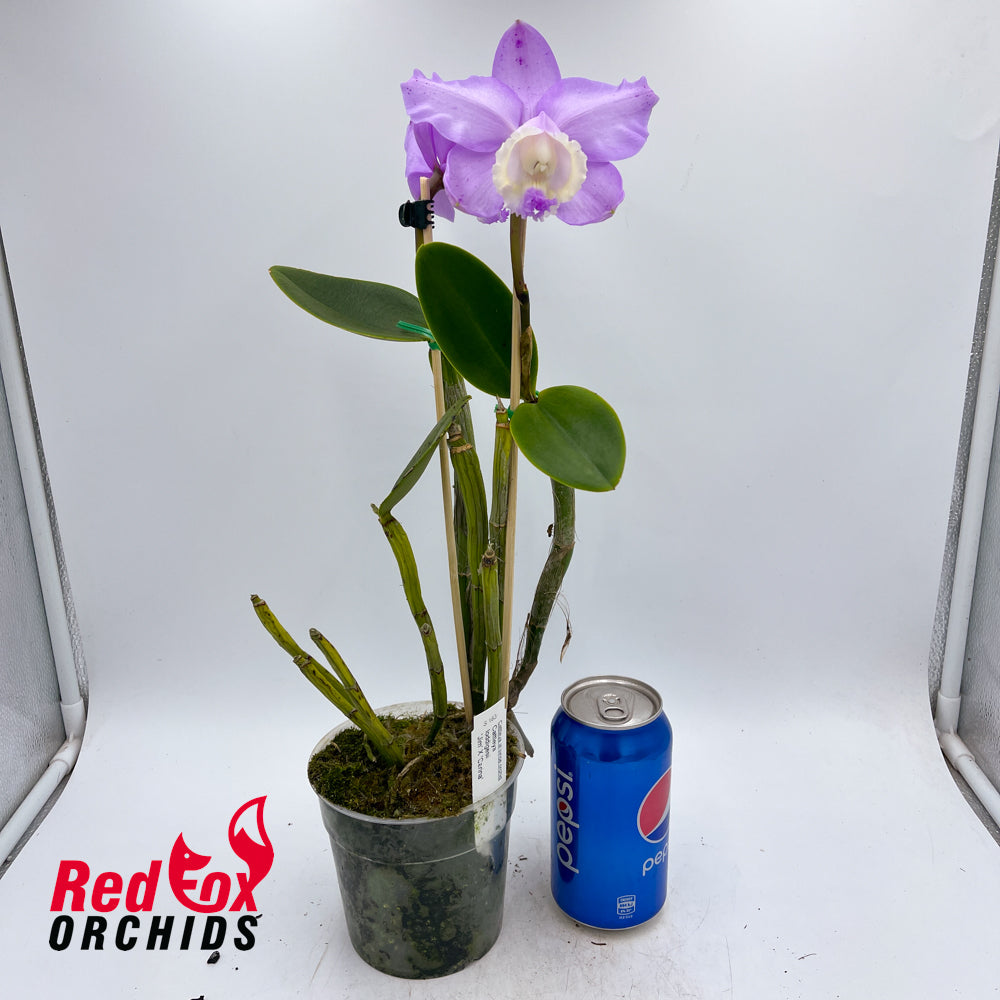 Cattleya loddegesii 'Jims' X 'Carina'