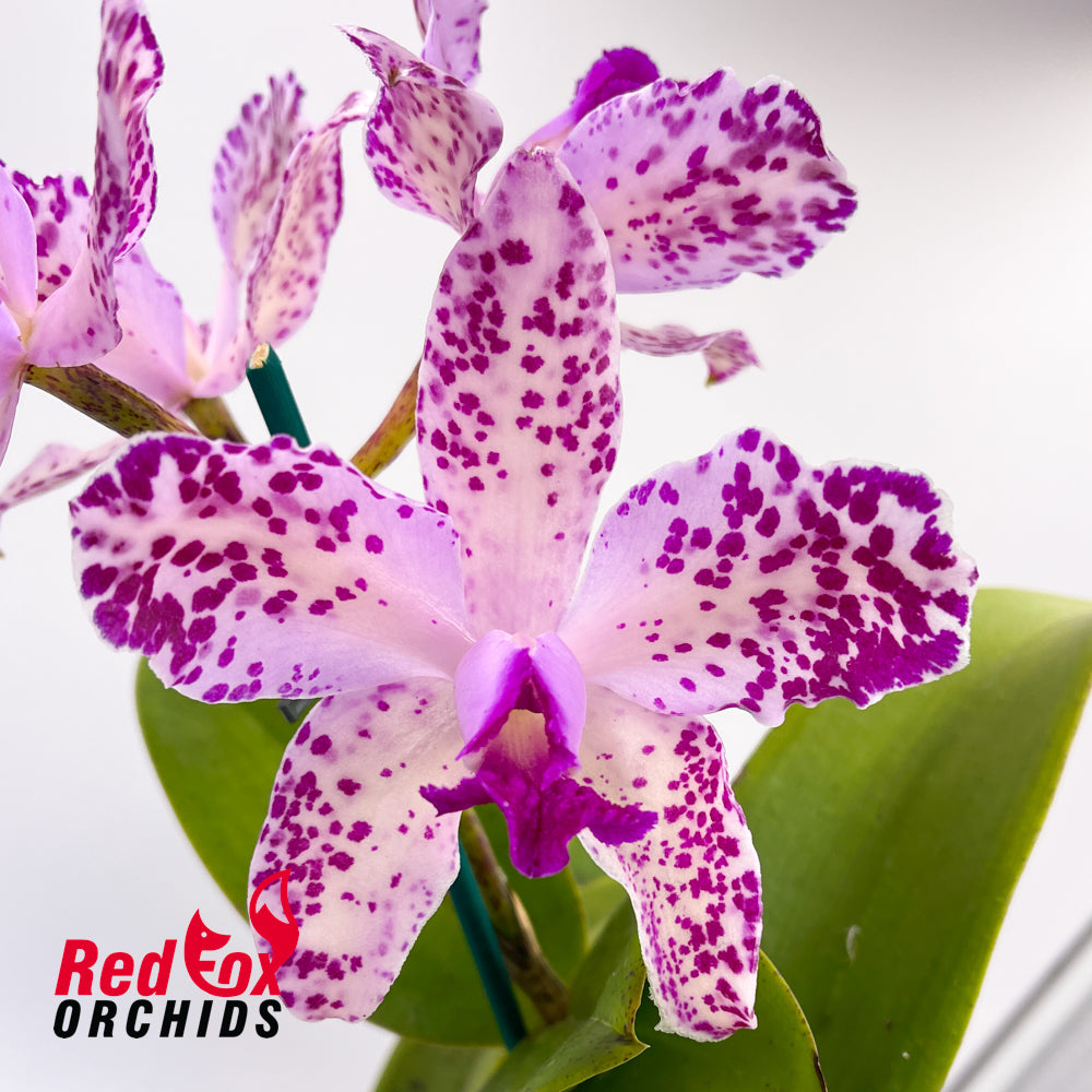 Cattleya amethystoglossa (4n) (H&R)