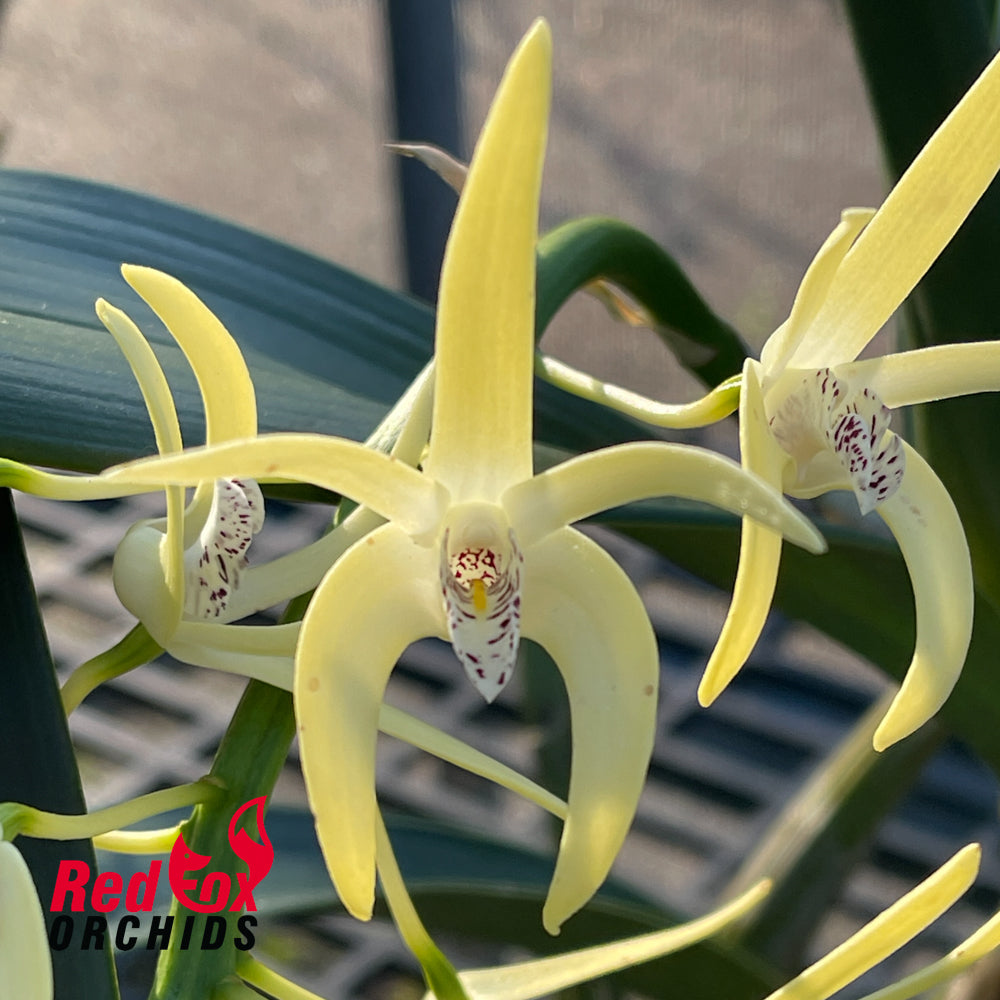 Dendrobium speciosum 'Windemere' X var. curvicaule 'Peter'