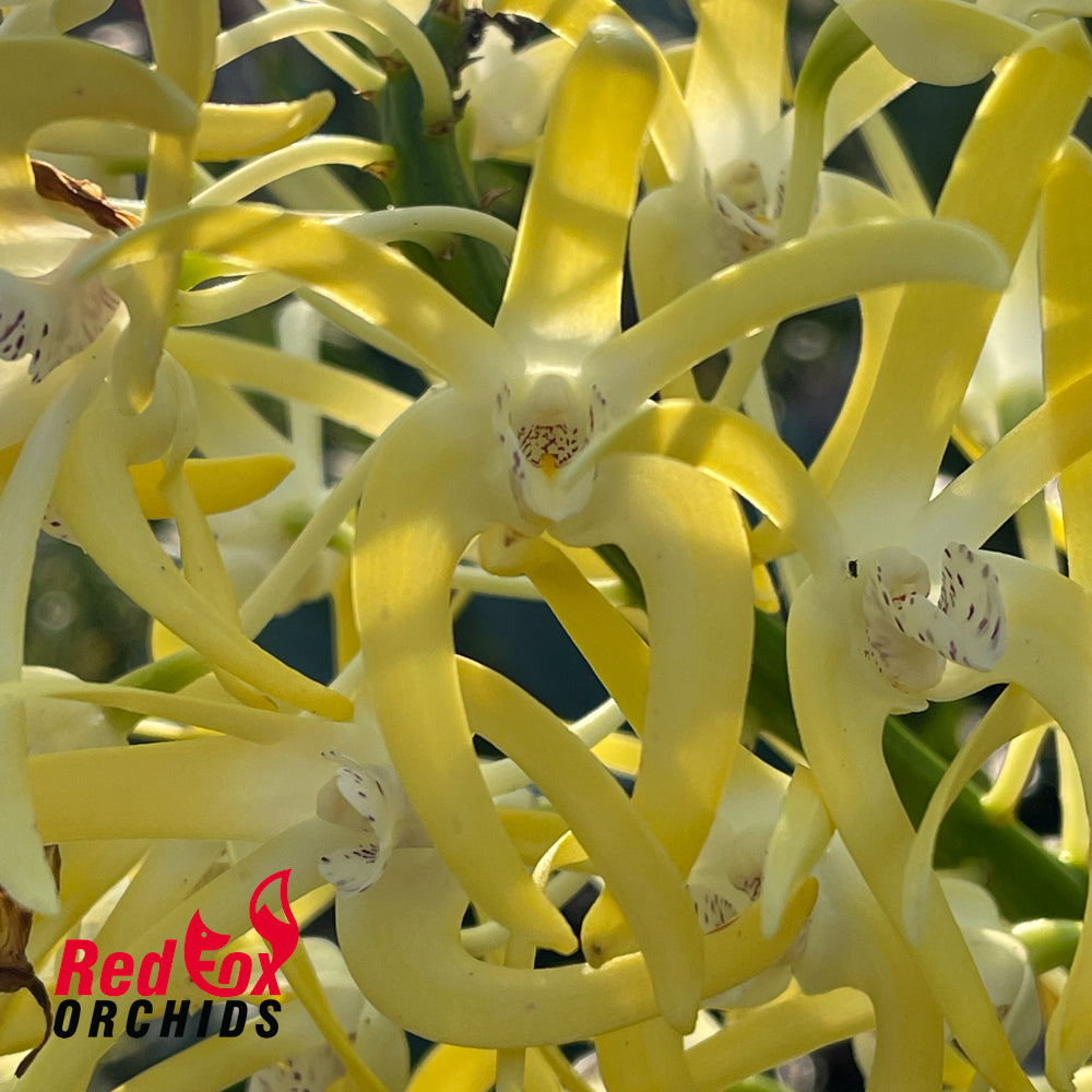 Dendrobium speciosum var. curvicaule 'Beraigi Gold' X 'Ted'