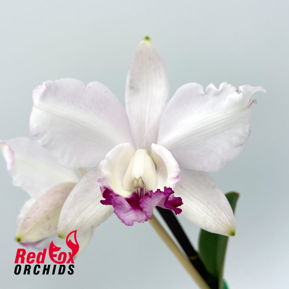 Cattleya intermedia var. vinicolor 'Best Splash' X 'David'