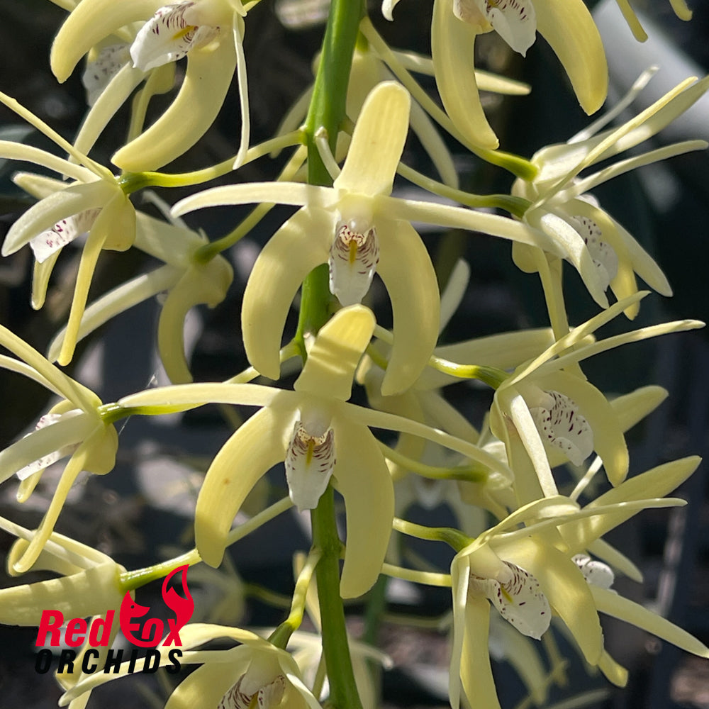 Dendrobium speciosum v. (pedunculatum 'Atherton' X grandiflorum 'Jelita')