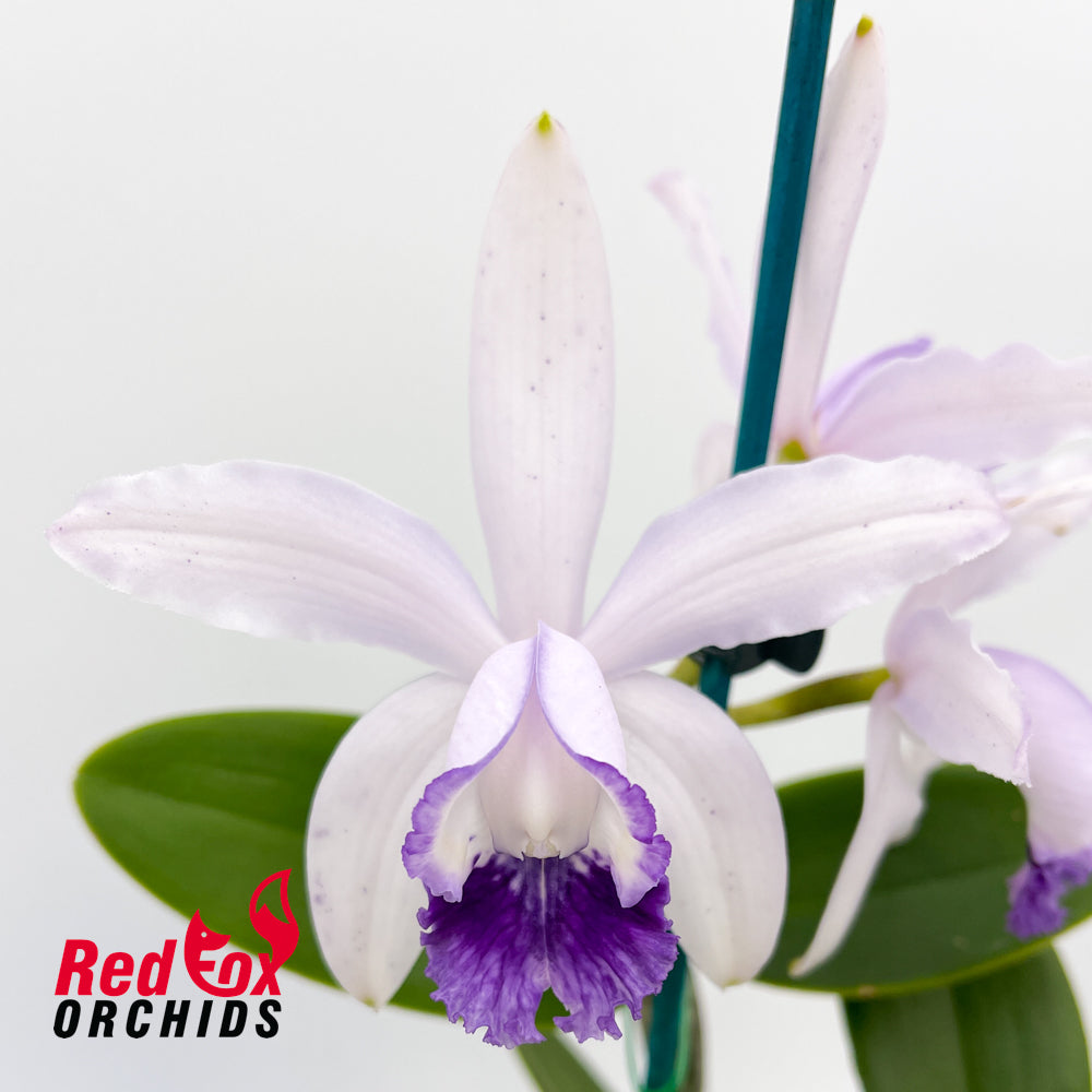 Cattleya intermedia coerulea (4n) 'Big and Fat' x intermedia 'Big Blue'