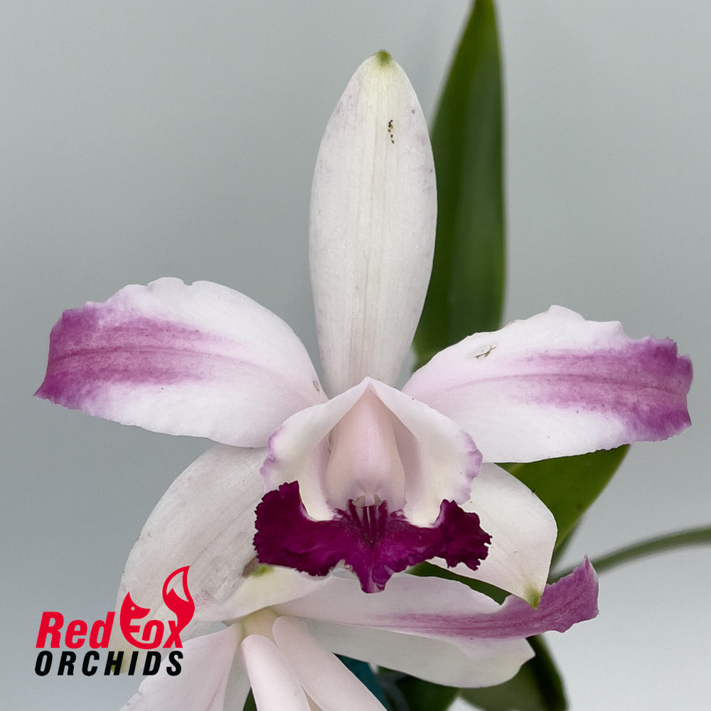 Cattleya intermedia vinicolor 'GBT David' X 'Best Wide Splash'