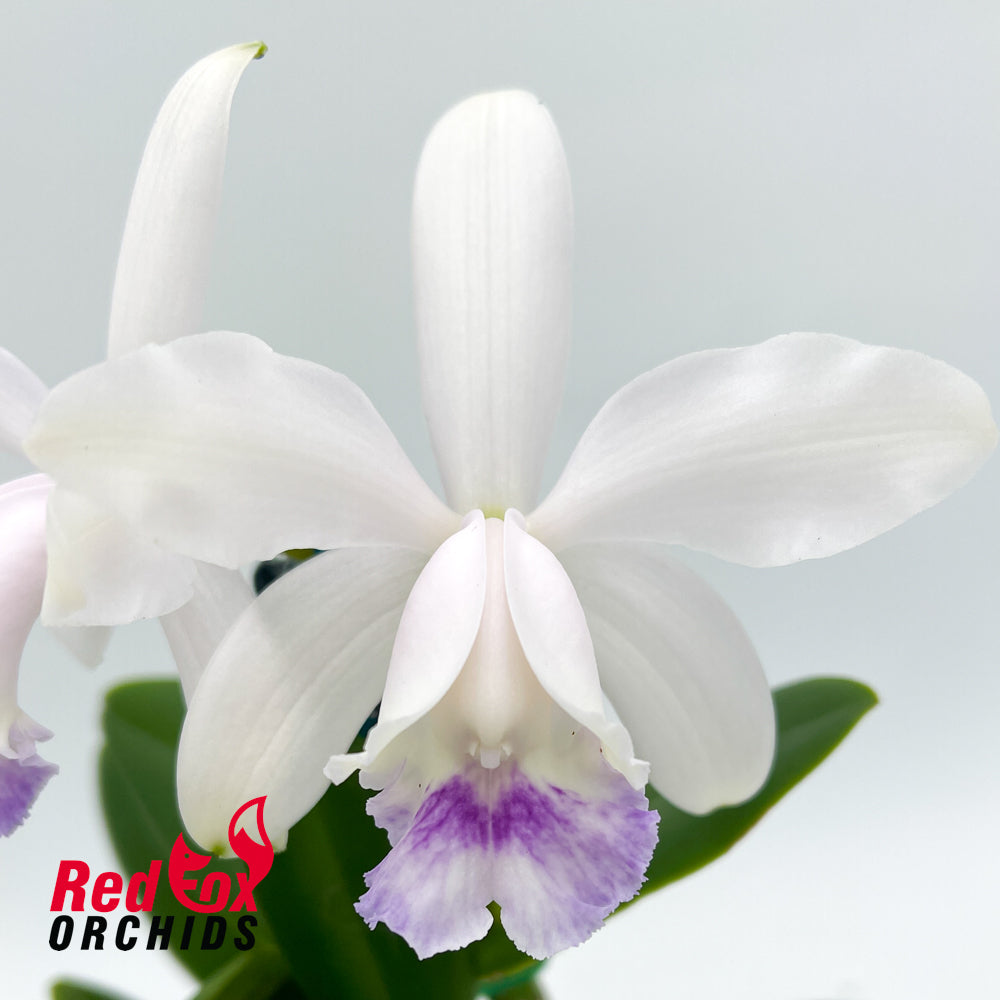 Cattleya intermedia fma. aquinii coerulea 'Haneda' AM/AOS x C. intermedia coerulea (4n) 'Big & Fat'
