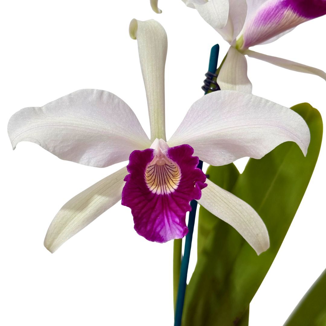 Laelia purpurata var. schusteriana x var. carnea 'GBTS'