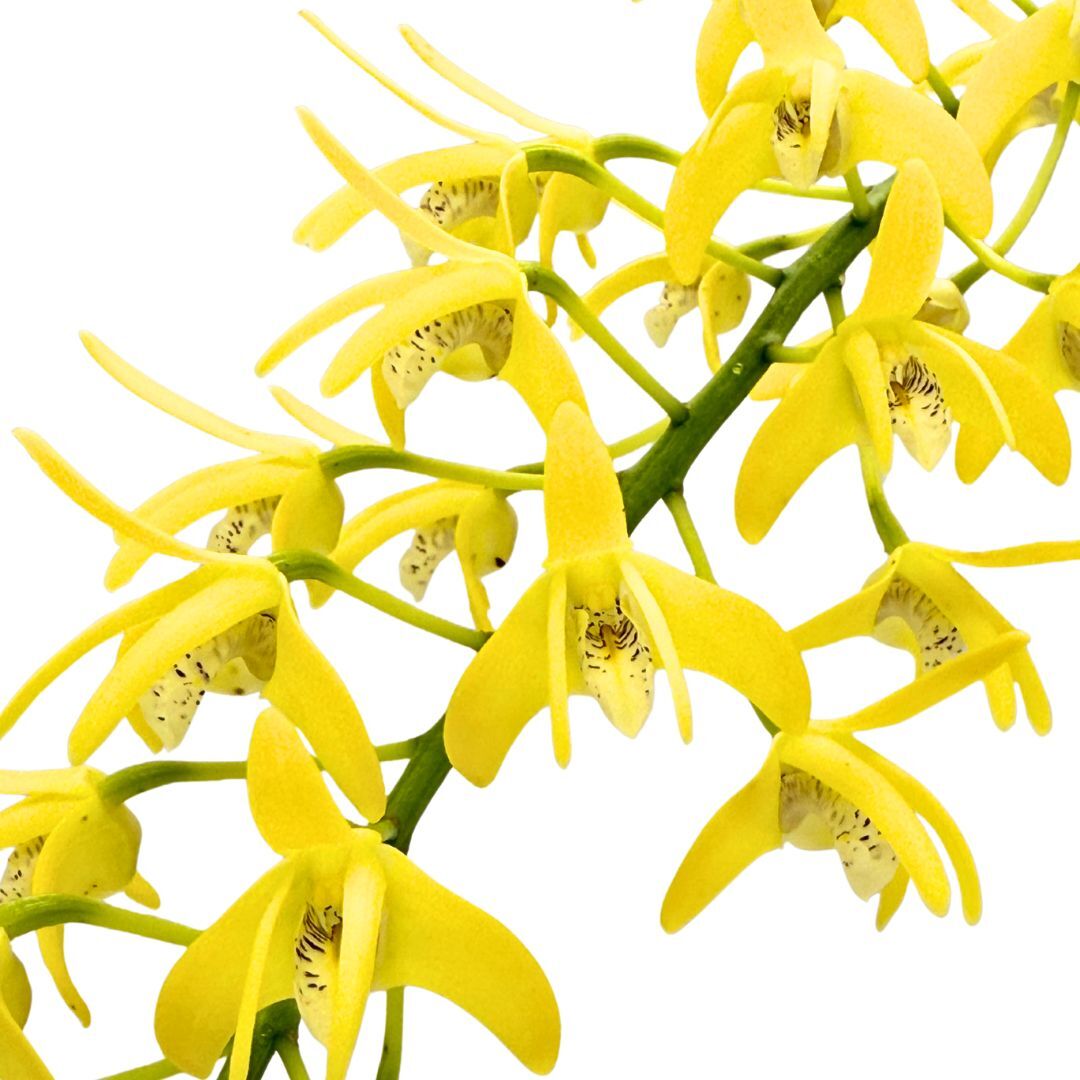 Dendrobium speciosum var. pedunculatum 'Gloucester' X var. curvicaule 'Daylight Moon'