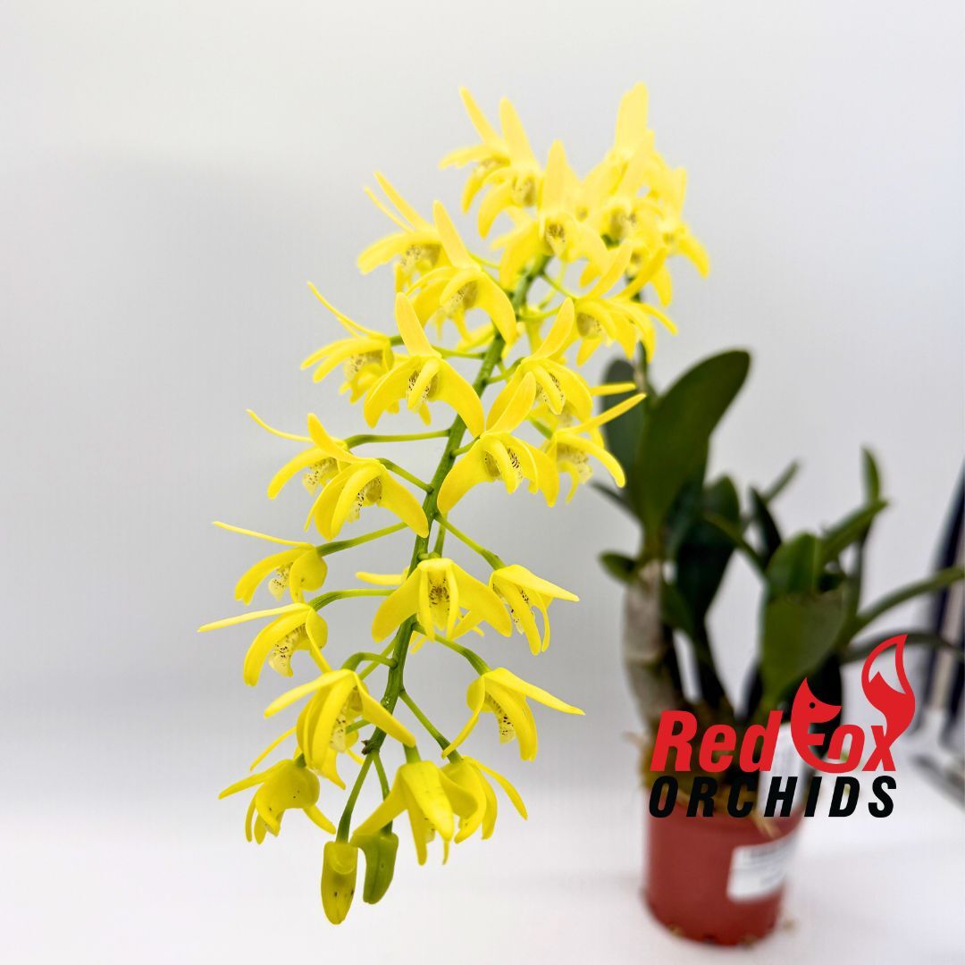 Dendrobium speciosum var. pedunculatum 'Gloucester' X var. curvicaule 'Daylight Moon'