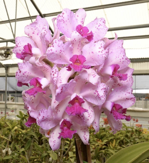 Cattleya amethystoglossa 'SVO' (4n) x self