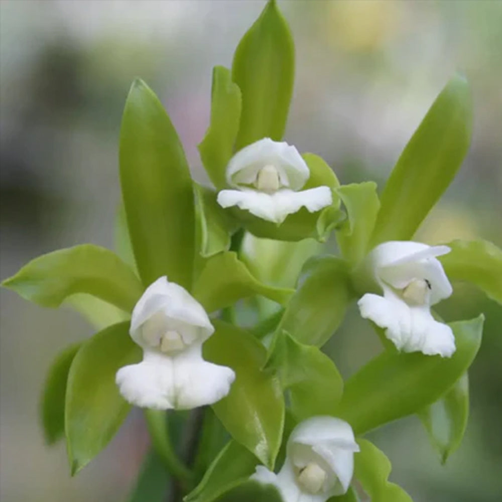 Cattleya tigrina var. albina