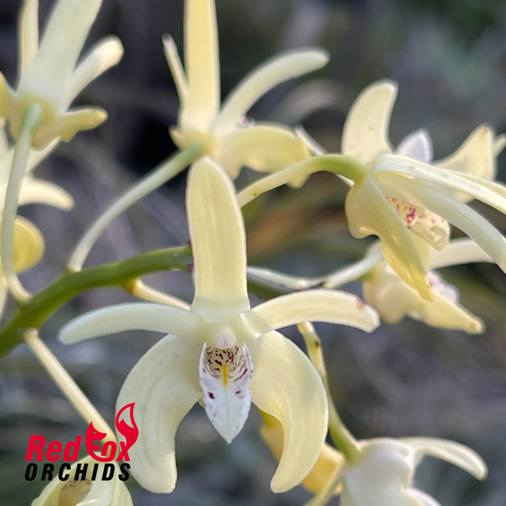 Dendrobium speciosum (capricorne X curvicaule) 'Yellow' X 'Tinaroo Dam'