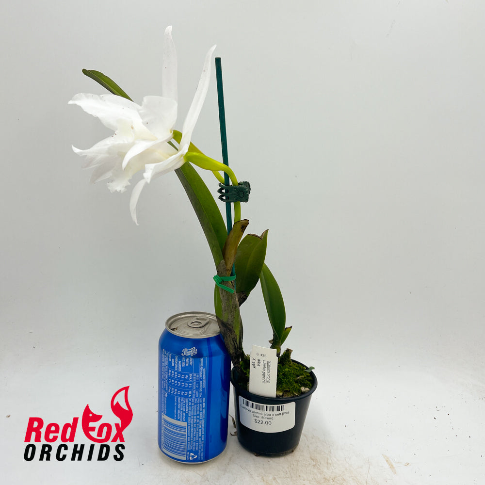 Cattleya perrinii alba x self
