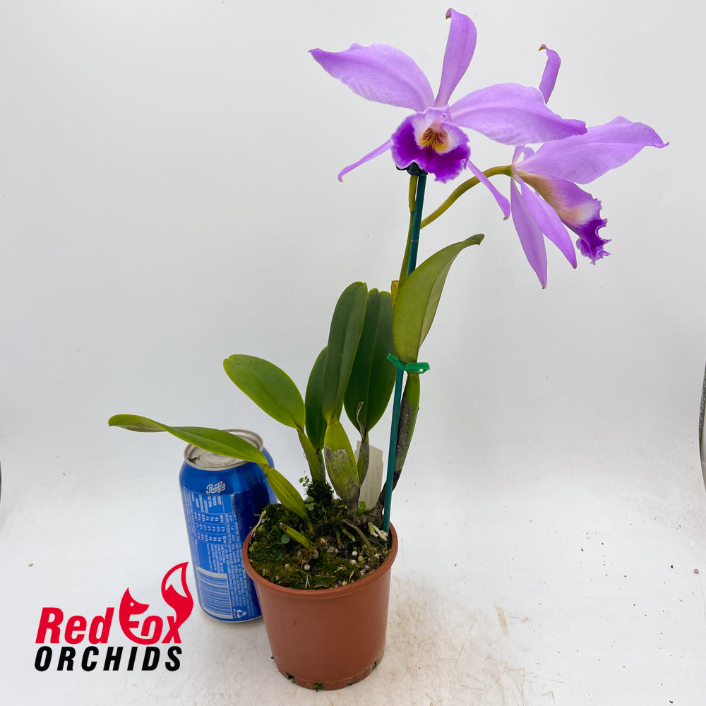Cattleya jenmanii 'Elmo' X 'Mosca' X sib