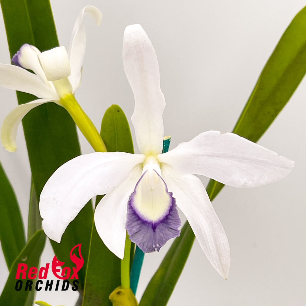 Cattleya perrinii coerulea X sib
