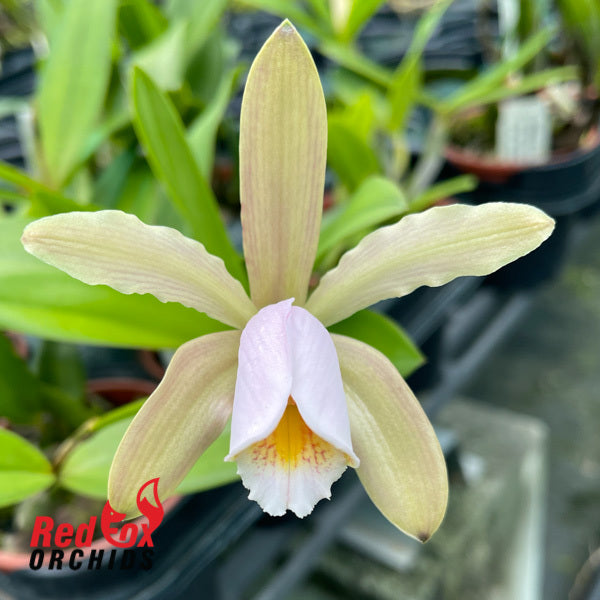 Cattleya forbesii