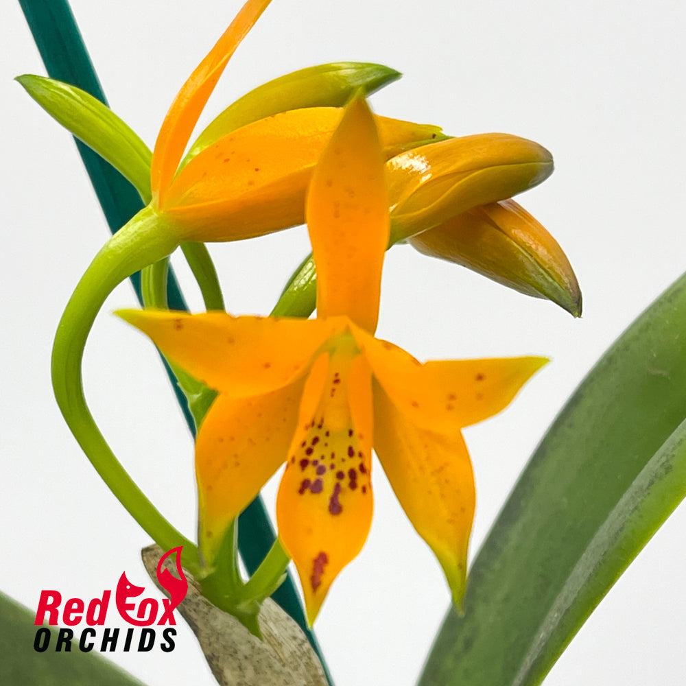 Guarianthe aurantiaca 'Golden Dew' X ('Mishima Spots' X self)