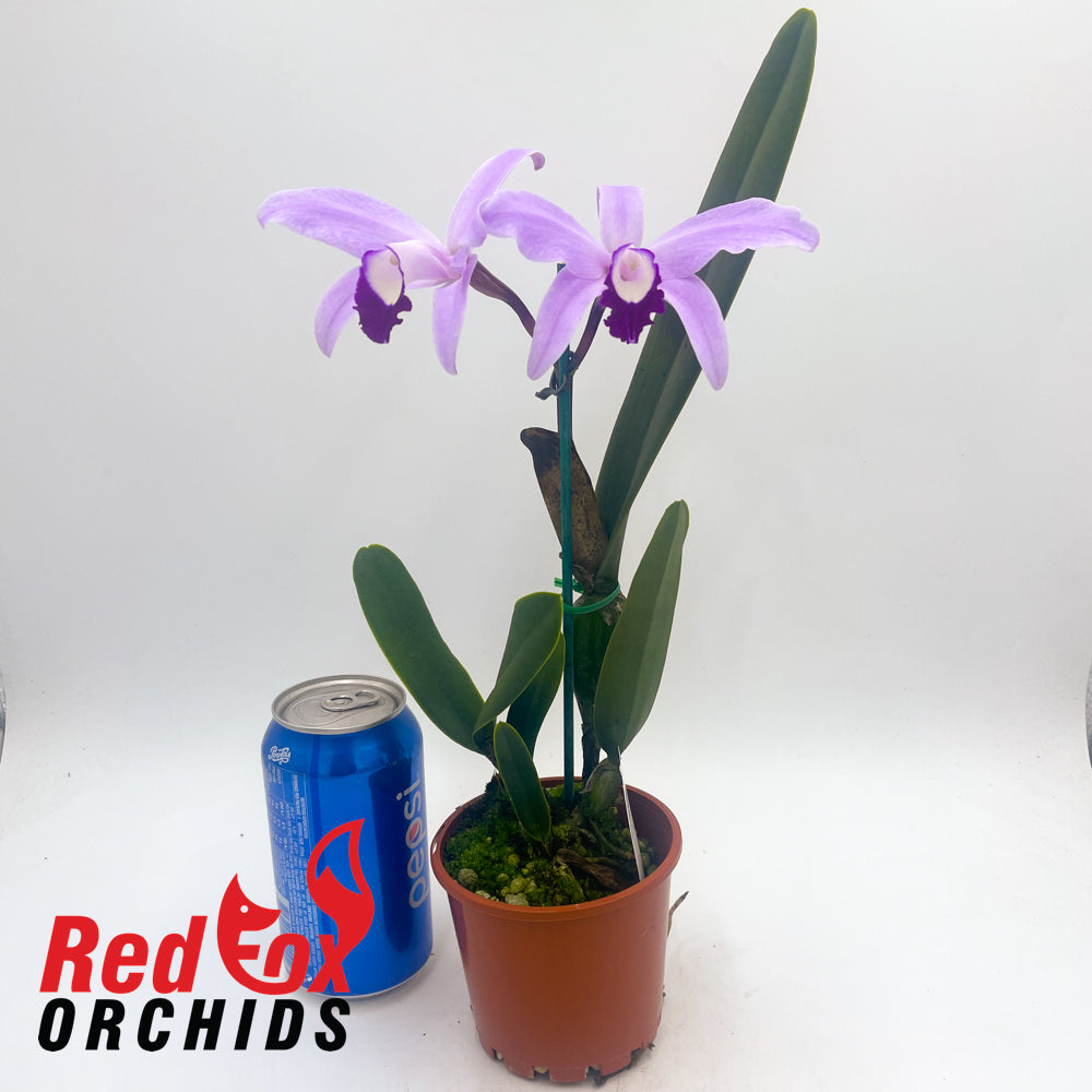Cattleya perrinii Pink x self
