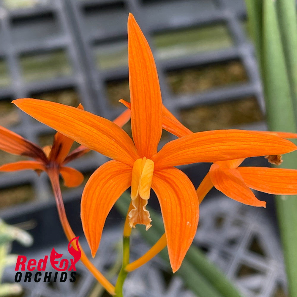 Cattleya harpophylla
