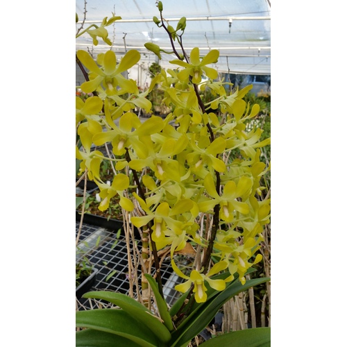 Dendrobium Genting Royal 'No.2'