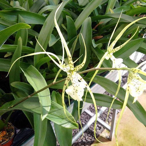 Brassia Up The Waterspout 'Long Legs'